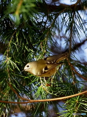 キクイタダキ20