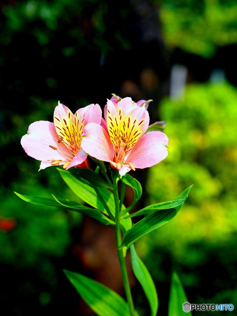 アルストロメリア19-①