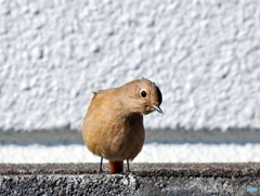 ジョウビタキ46