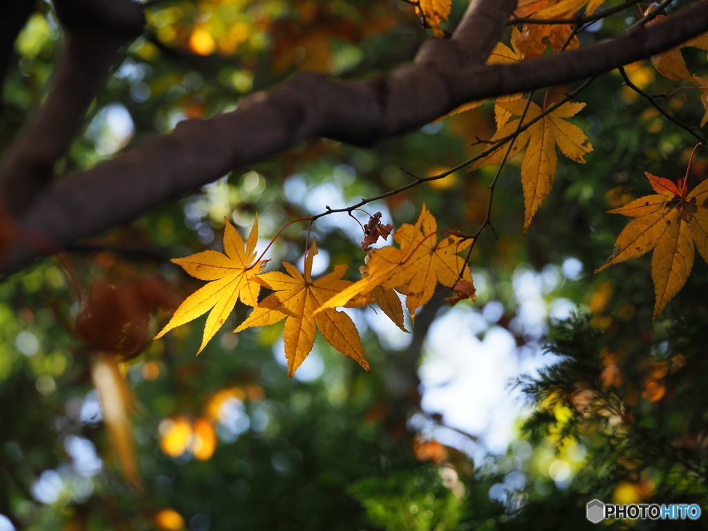 紅葉20-19