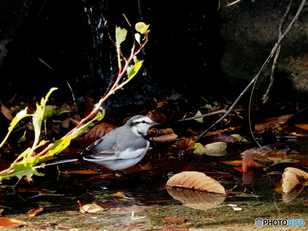 ハクセキレイ80