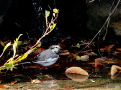 ハクセキレイ80