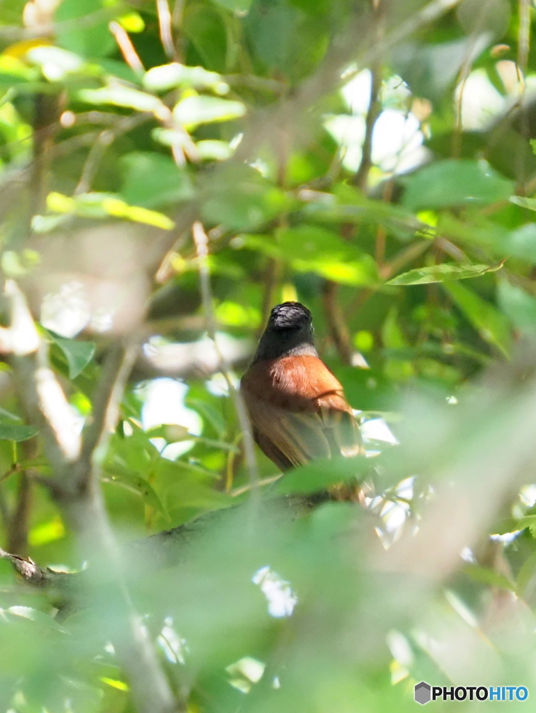 サンコウチョウ23