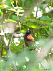 サンコウチョウ23