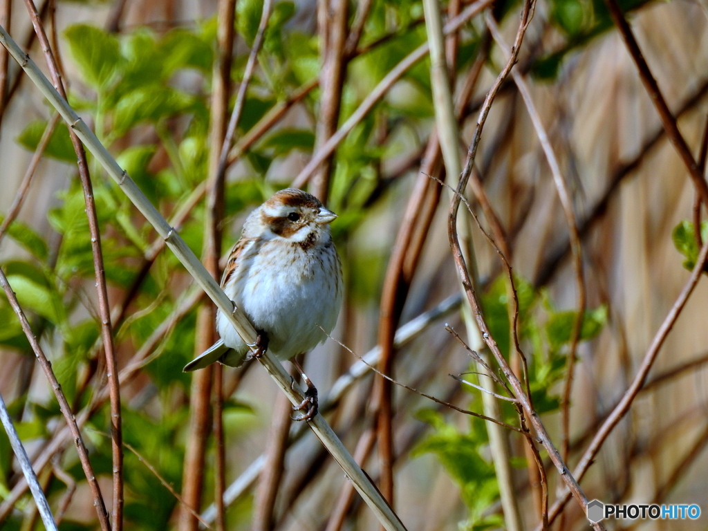 オオジュリン128