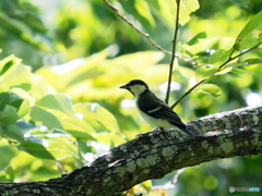 シジュウカラ286