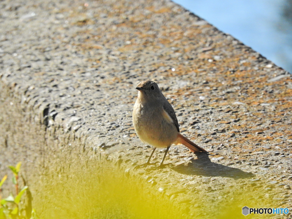 ジョウビタキ37