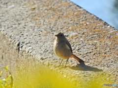 ジョウビタキ37