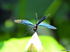蓮池の蝶トンボ02