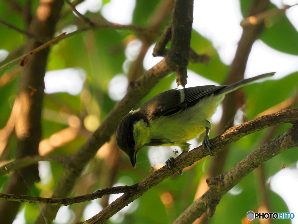 シジュウカラ363