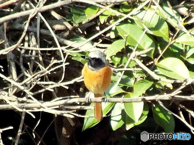 ジョウビタキ07