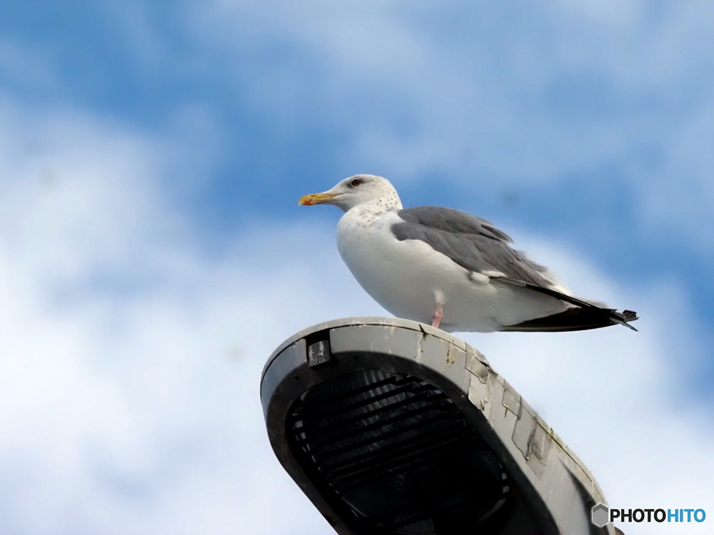 セグロカモメ07