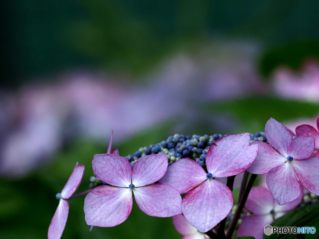 紫陽花24-①