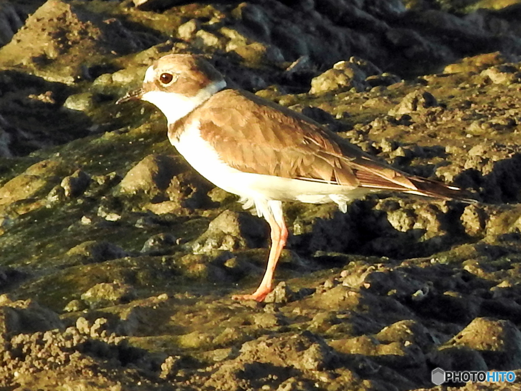 イカルチドリ08