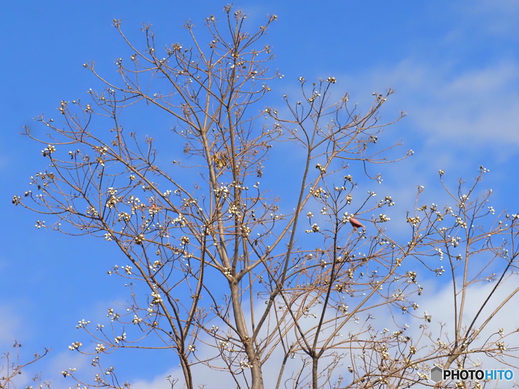 ナンキンハゼ25-①