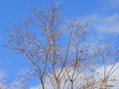 ナンキンハゼ25-①