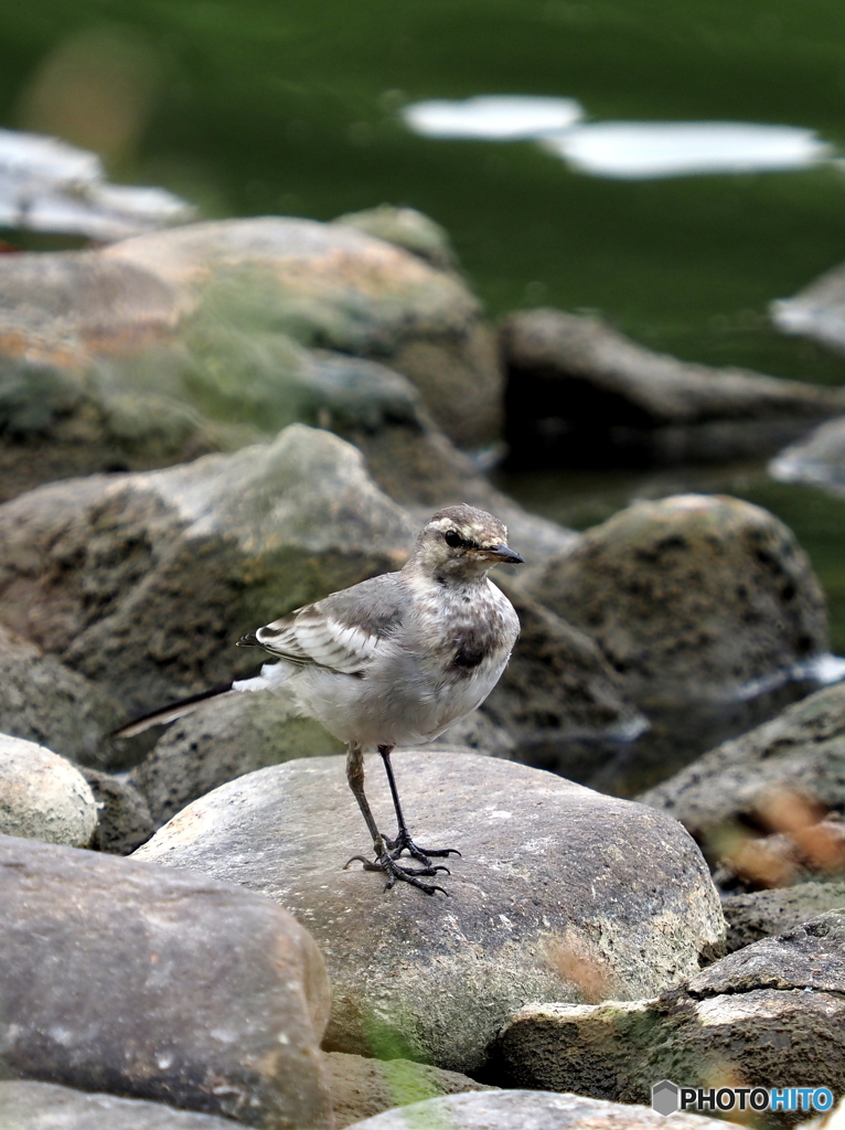 ハクセキレイ75