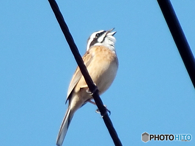 ホオジロ02