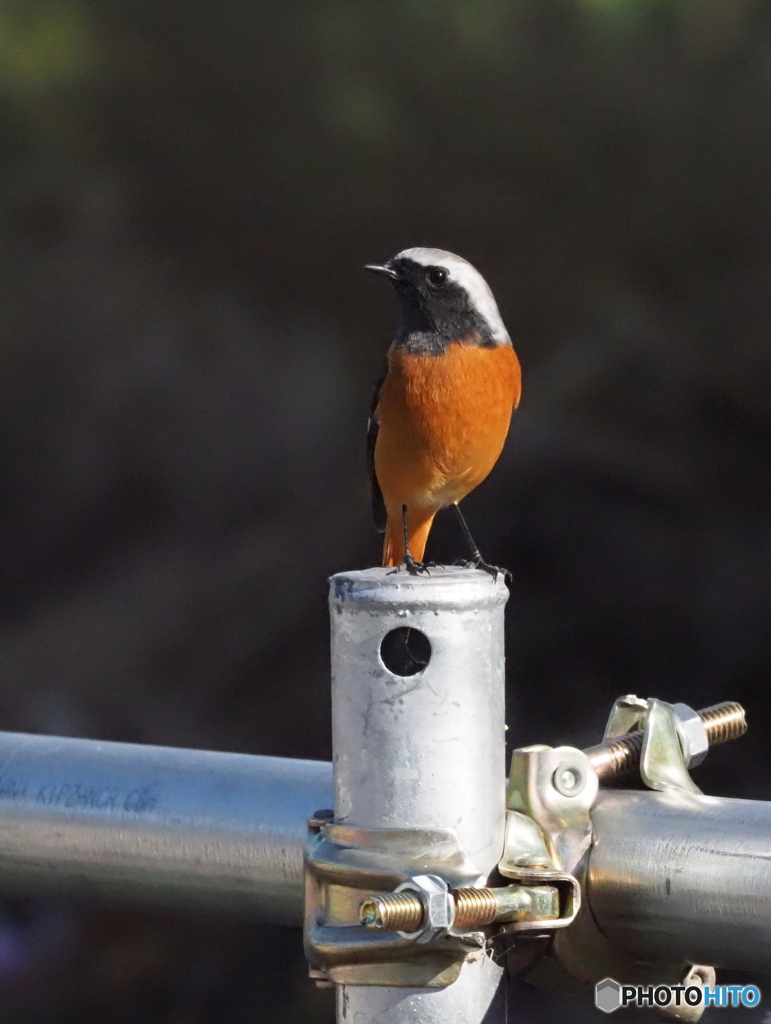 ジョウビタキ260