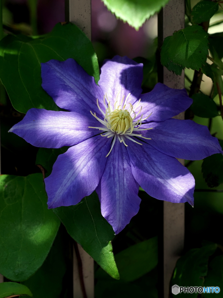 クレマチス24-②