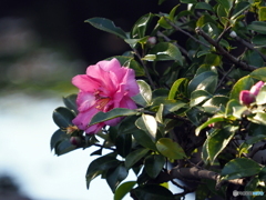 山茶花21-⑨