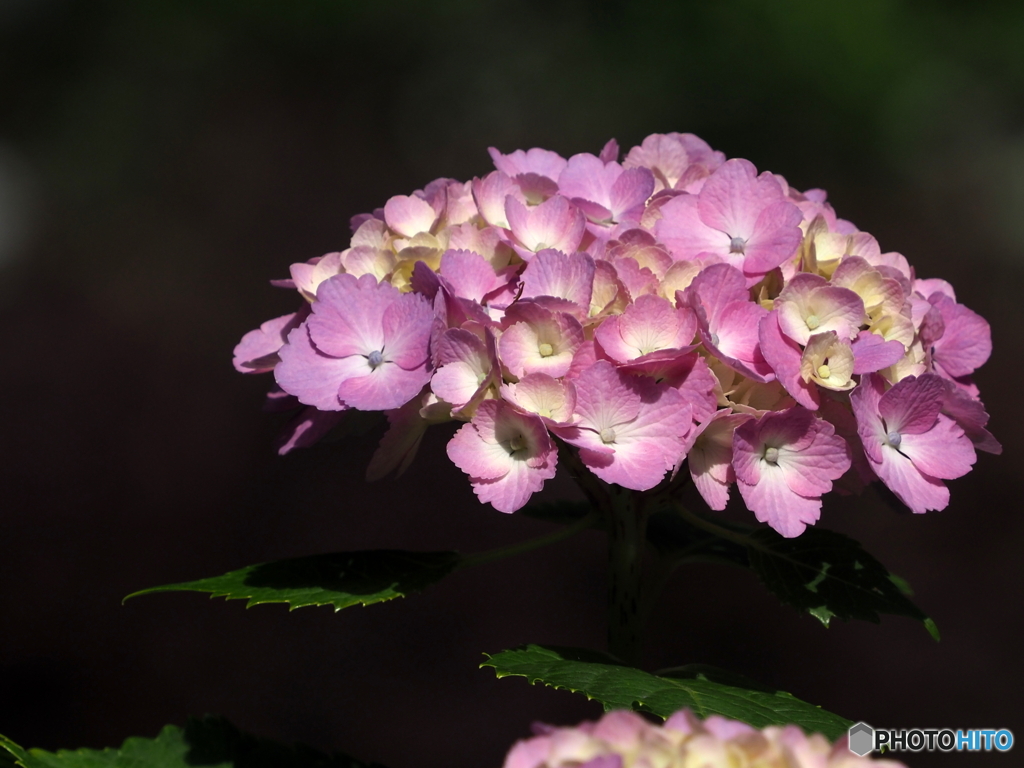 紫陽花22-⑤