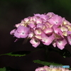 紫陽花22-⑤