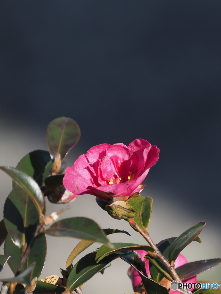 山茶花22-⑤