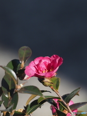 山茶花22-⑤