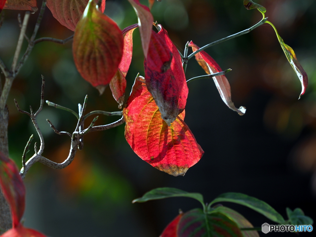 紅葉22-④