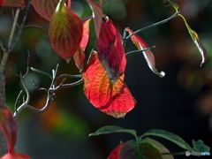 紅葉22-④