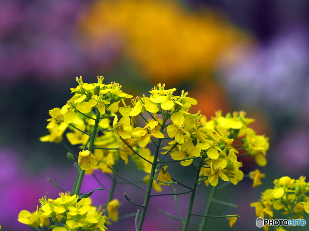 菜の花22-④