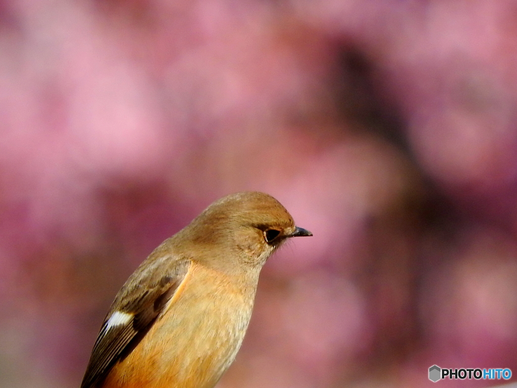 ジョウビタキ22