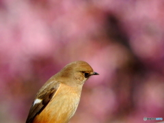 ジョウビタキ22