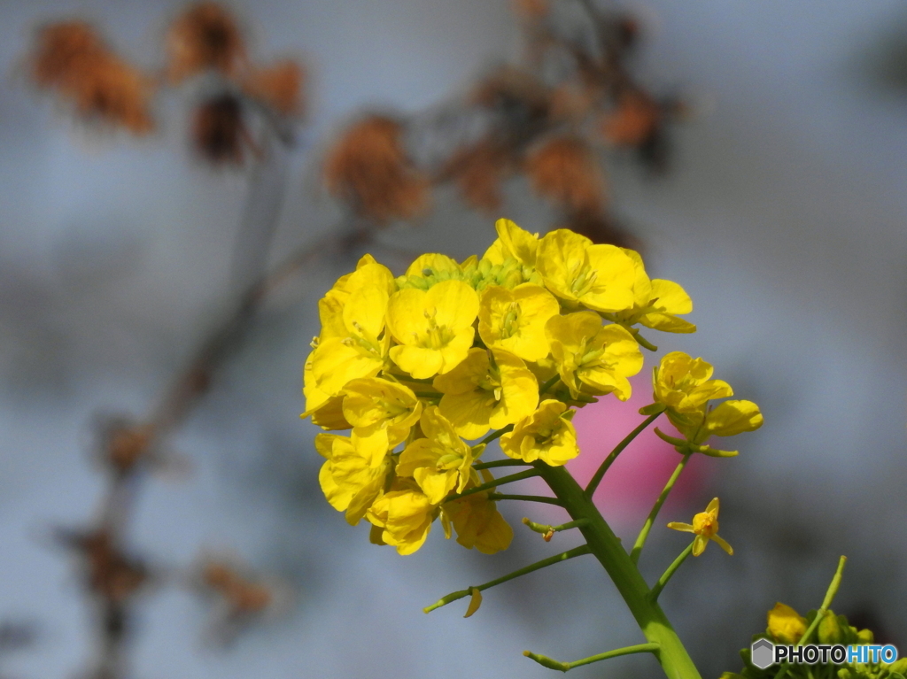 菜の花