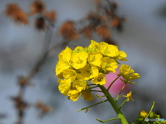 菜の花