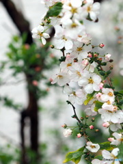 雪柳20-①
