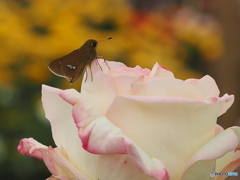 花と蝶19-③