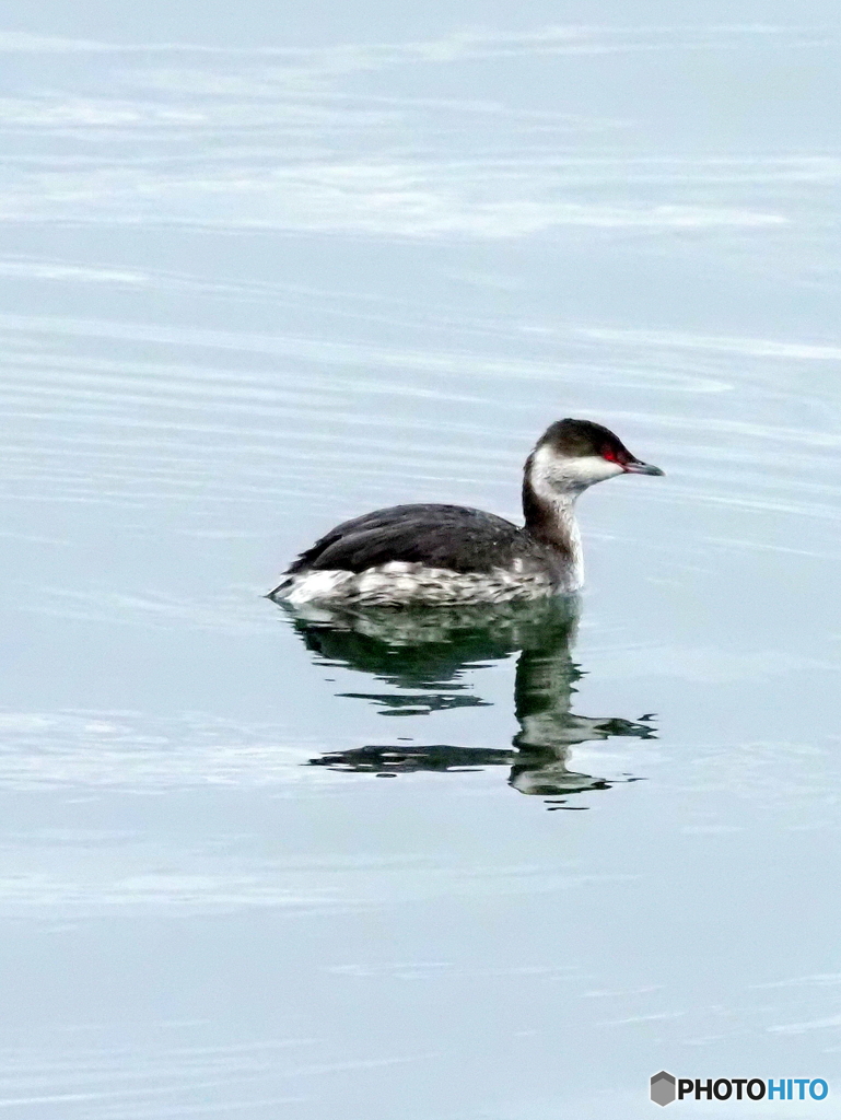 ミミカイツブリ24