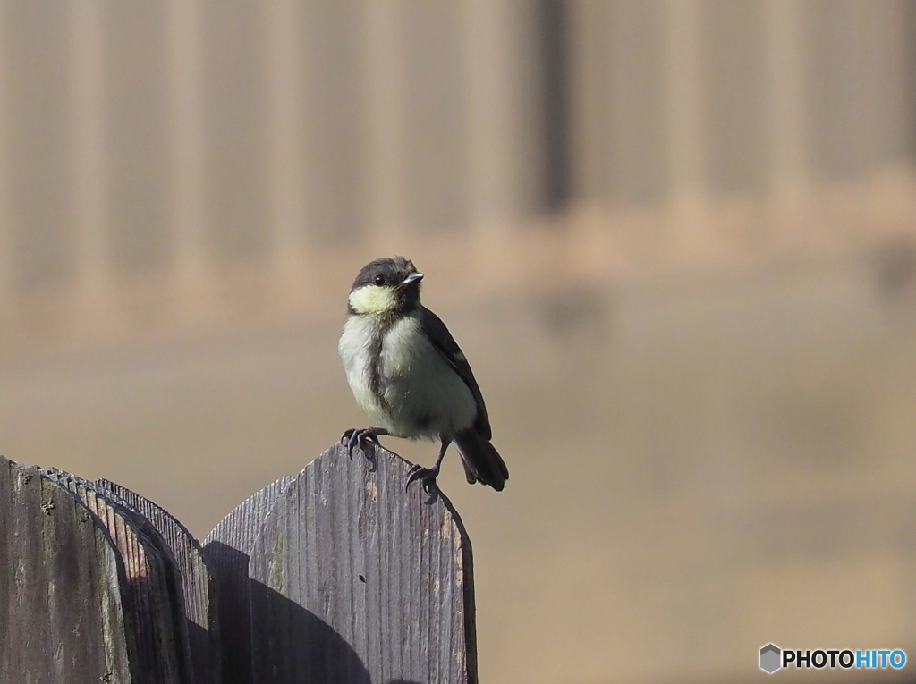 シジュウカラ326