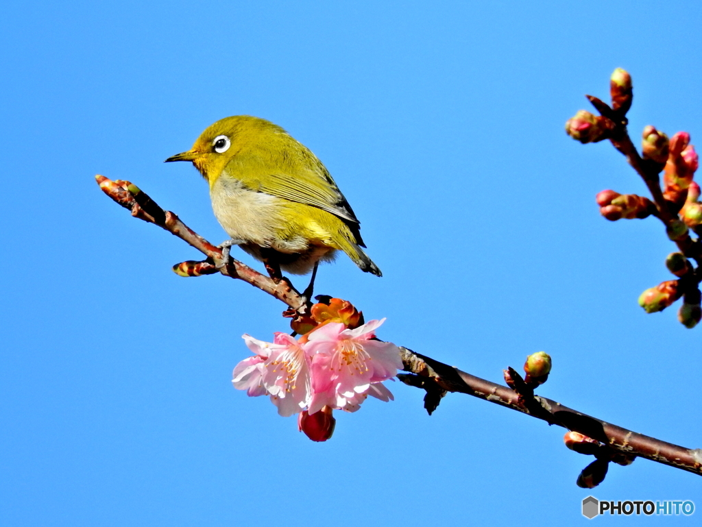 春メジロ53
