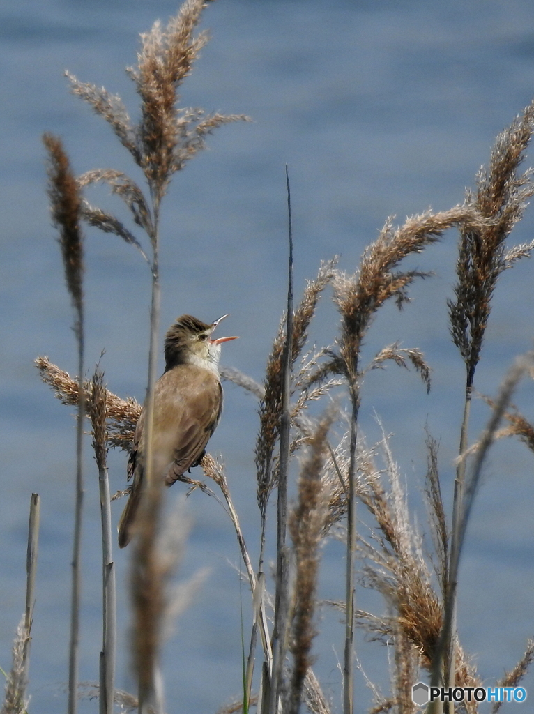 オオヨシキリ47