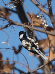 シジュウカラ344