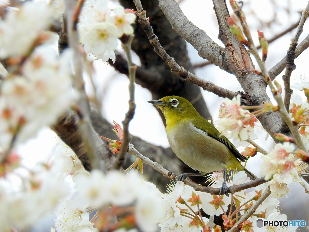 春メジロ148