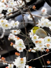春メジロ18
