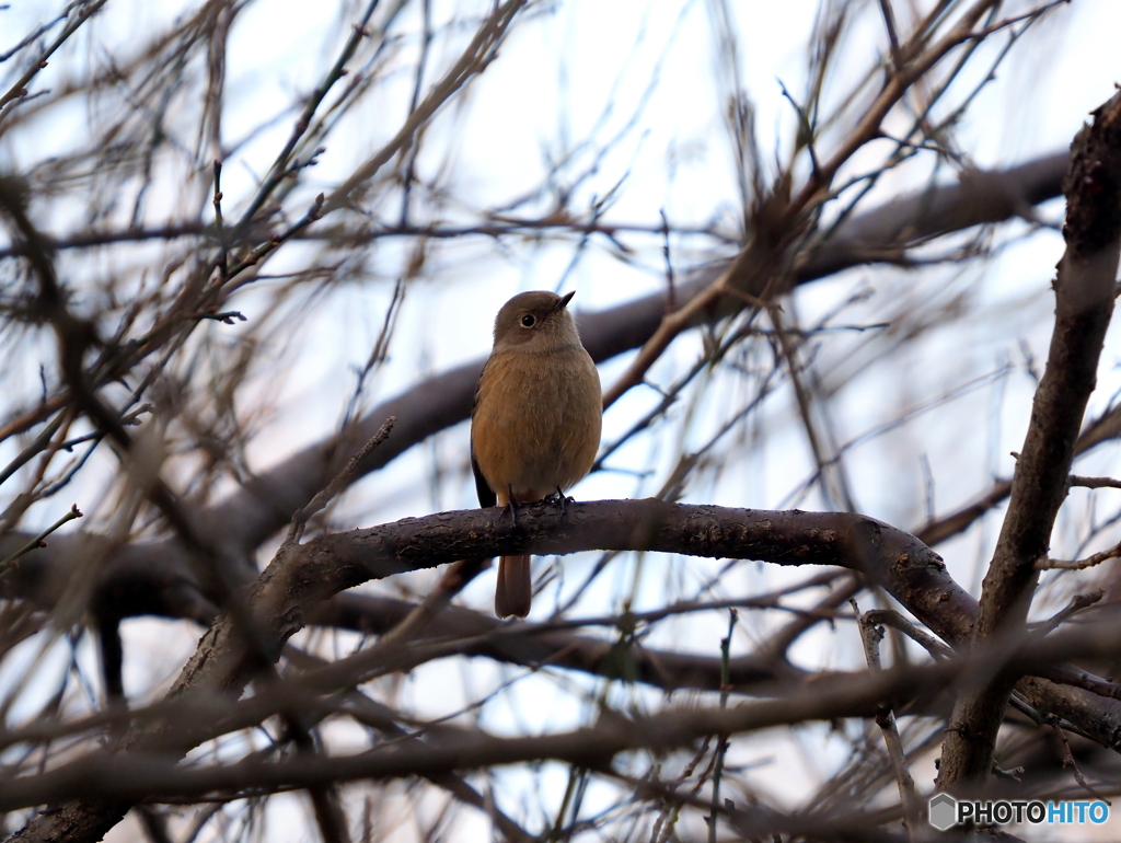 ジョウビタキ247