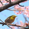 春メジロ132