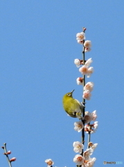 春メジロ29