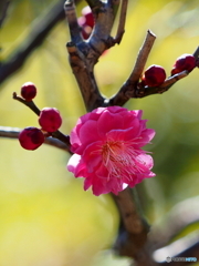 紅梅21-⑨