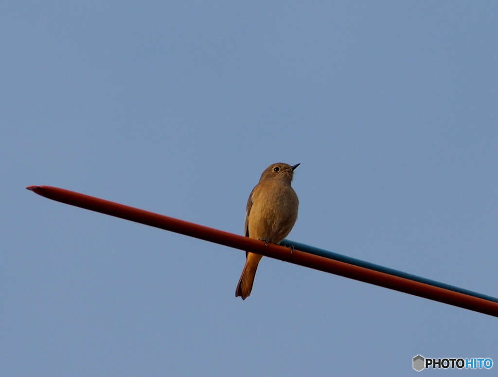 ジョウビタキ33